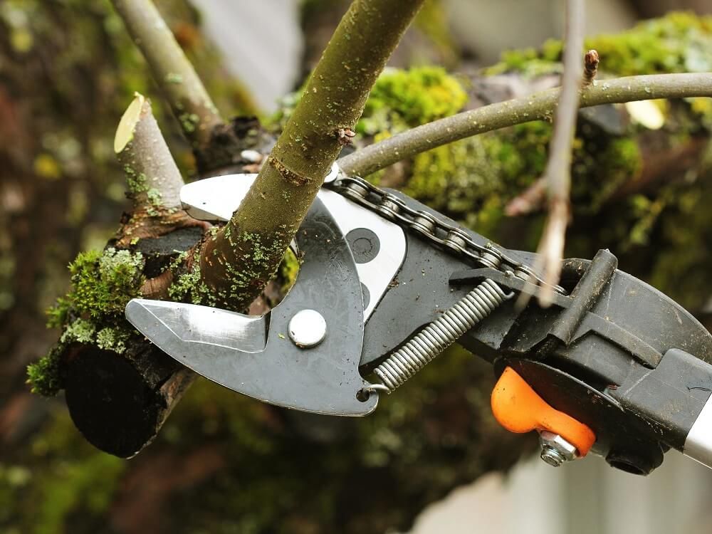 true cut tree care, goodlesttsville