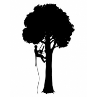 Todd Haskell Arborist, Auckland Todd Haskell Arborist, Auckland