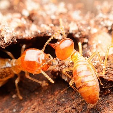 Termite Control Sunshine Coast Sunshine Coast 