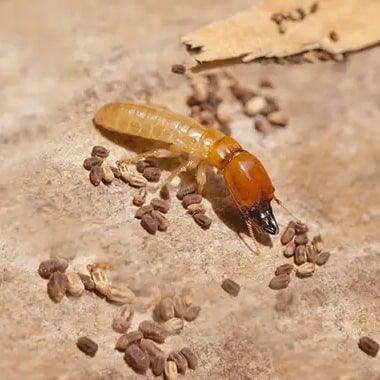 Termite Control Sunshine Coast Sunshine Coast 