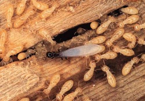 Termite Control Sunshine Coast Sunshine Coast 