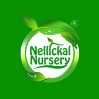 Nellickal nursery, Malappuram