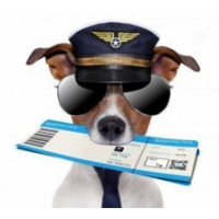 Aero Pets, Auckland Aero Pets, Auckland