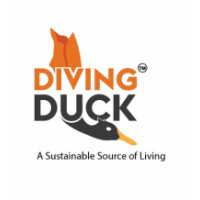 Diving Duck, Hassan Diving Duck, Hassan