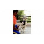 Pandya's Dog Training , Dog Boarding & Dog Walking Services, Gandhinagar, प्रतीक चिन्ह
