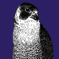 Peregrine Web | Affordable Small Business Web Design, Eltham Peregrine Web | Affordable Small Business Web Design, Eltham