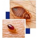 Bed Bugs Control Canberra, Canberra, logo