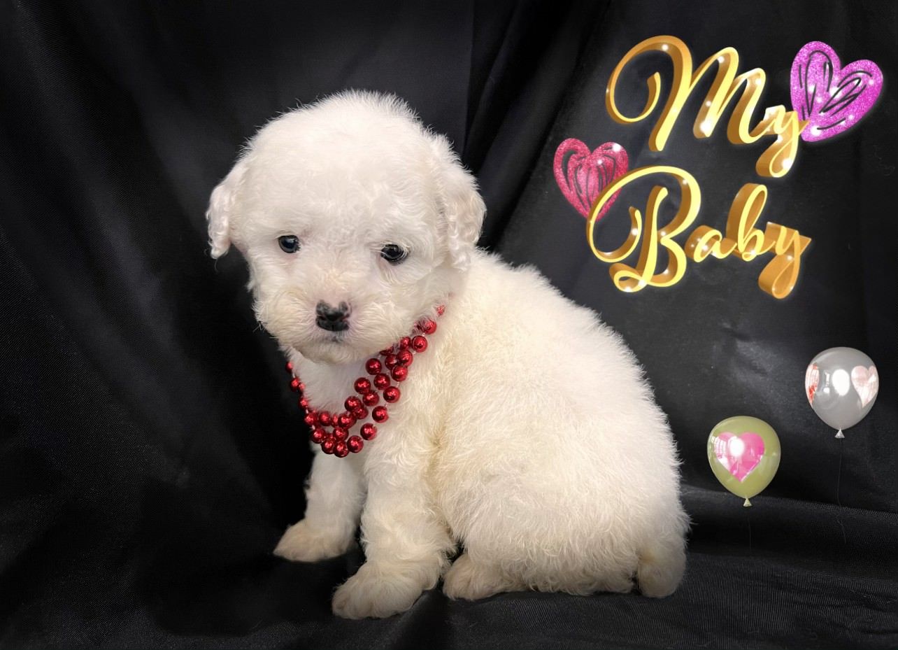 Dan's Puppies, San Francisco