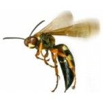 Bee Wasp Removal Sydney, Sydney, logo