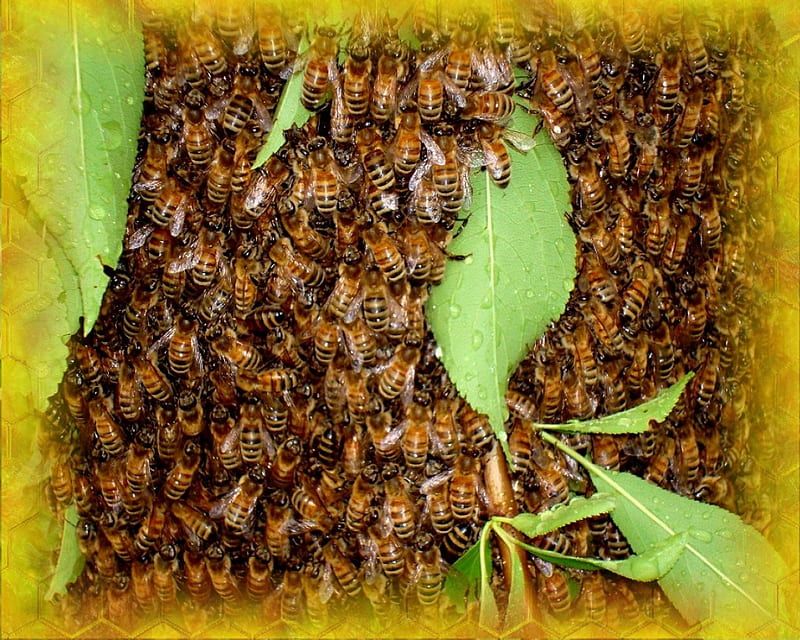 Pest Control 4 Perth Perth 