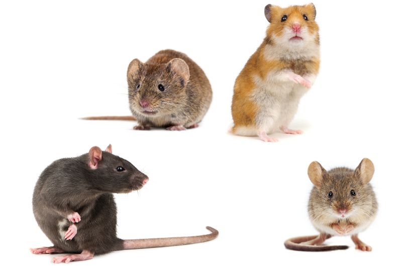 RIP Rodent Control Adelaide Holden Hill