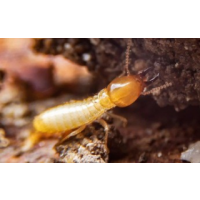 Exit Termite Control Adelaide, Adelaide Exit Termite Control Adelaide, Adelaide