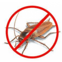 Panther Cockroach Control Brisbane, Brisbane Panther Cockroach Control Brisbane, Brisbane
