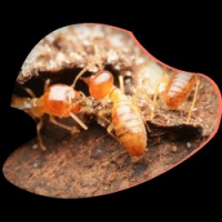 Exit Termite Inspection Melbourne, Melbourne Exit Termite Inspection Melbourne, Melbourne