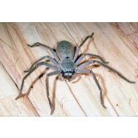 Exit Spider Control Melbourne, Melbourne Exit Spider Control Melbourne, Melbourne
