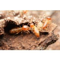 CBD Termite Control Melbourne, Melbourne