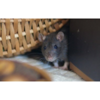 CBD Rodent Control Adelaide, Adelaide CBD Rodent Control Adelaide, Adelaide