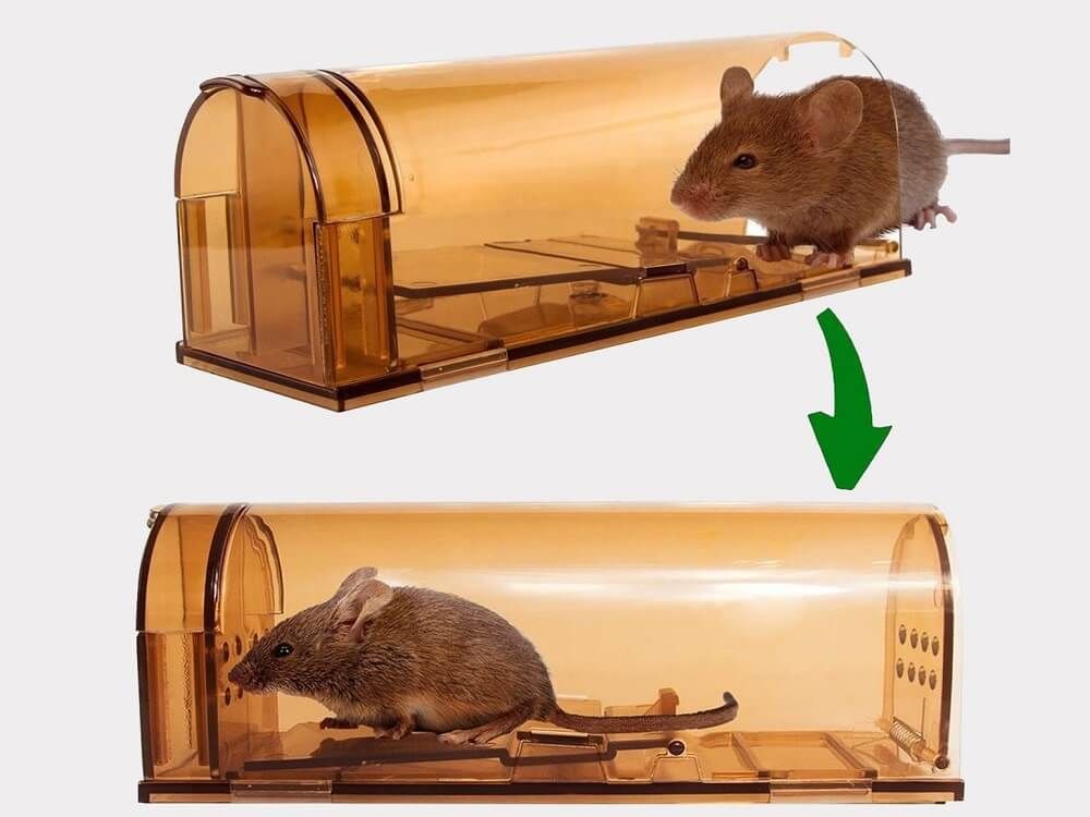 RIP Rodent Control Canberra Deakin 