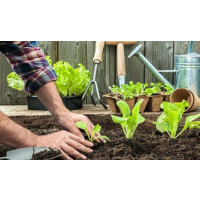 Absolute Green Life, Asquith Absolute Green Life, Asquith