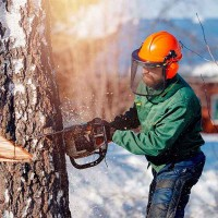 Trondheim Treservice - Trefelling Og Trepleie Ekspert, Trondheim Trondheim Treservice - Trefelling Og Trepleie Ekspert, Trondheim