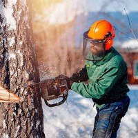 Trondheim Treservice - Trefelling Og Trepleie Ekspert, Trondheim