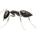 Detecta Pest Maclean