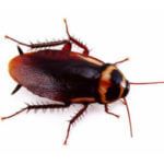 Detecta Pest Maclean