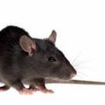 Detecta Pest Maclean