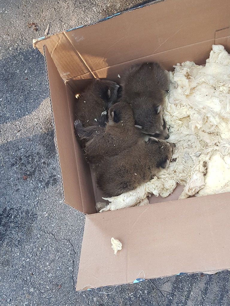 Need Pest Control Kitchener