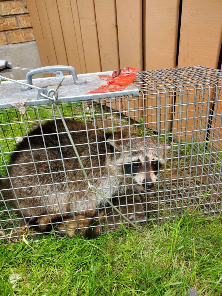 Need Pest Control Kitchener