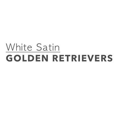 White Satin Golden Retrievers, Hastings, MN
