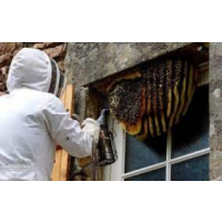 OZ Wasp Removal Melbourne, Melbourne OZ Wasp Removal Melbourne, Melbourne
