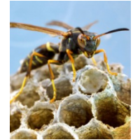 OZ Wasp Removal Brisbane, Brisbane OZ Wasp Removal Brisbane, Brisbane