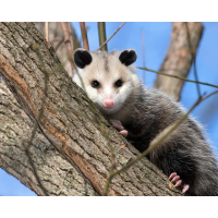 Morris Possum Removal Hobart, Hobart Morris Possum Removal Hobart, Hobart