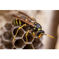 Frontline Wasp Control Adelaide, Adelaide Frontline Wasp Control Adelaide, Adelaide