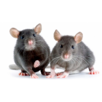 Frontline Rodent Control Sydney, Sydney Frontline Rodent Control Sydney, Sydney