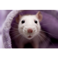 Frontline Rodent Control Hobart, Hobart Frontline Rodent Control Hobart, Hobart