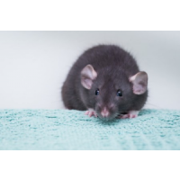 Morris Rodent Control Sydney, Sydney Morris Rodent Control Sydney, Sydney