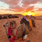 MOROCCO TRAVEL TOURS, MARRAKECH, logo