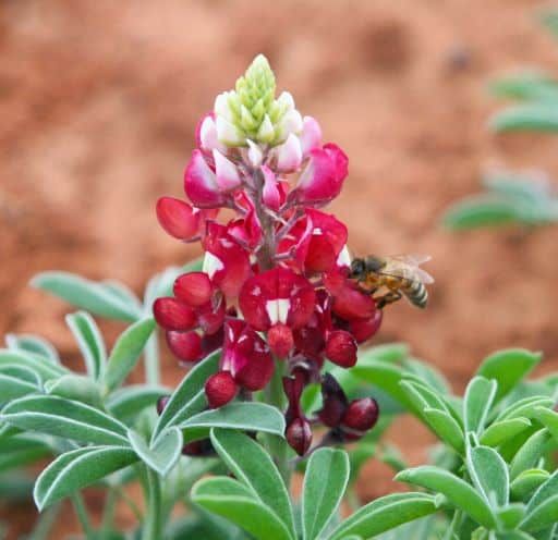 Douglass King Seeds San Antonio 