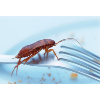 Frontline Cockroach Control Sydney, Sydney Frontline Cockroach Control Sydney, Sydney