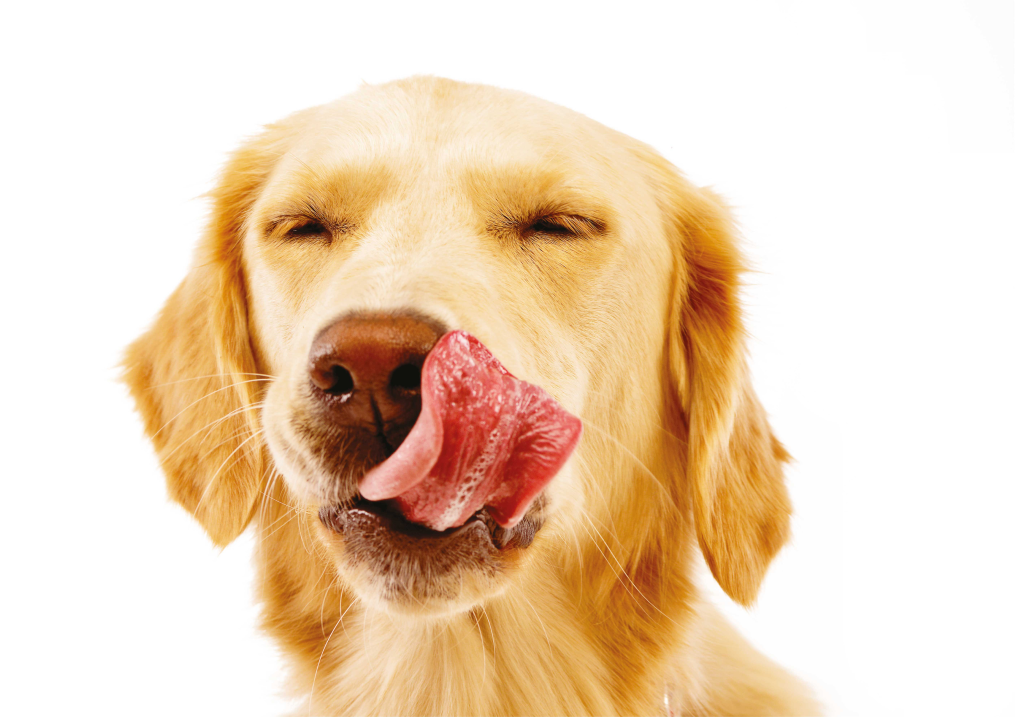 Yodoggo Food: High-Proteins, Balanced-Fats & Low-Carbs YoDoggo Pte Ltd Singapore Yodoggo Food: High-Proteins, Balanced-Fats & Low-Carbs