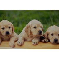 petfuneralservices, Bangalore petfuneralservices, Bangalore