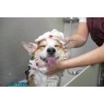 Pawsh Pet Salon & Spa, Elizabethtown, KY, logo