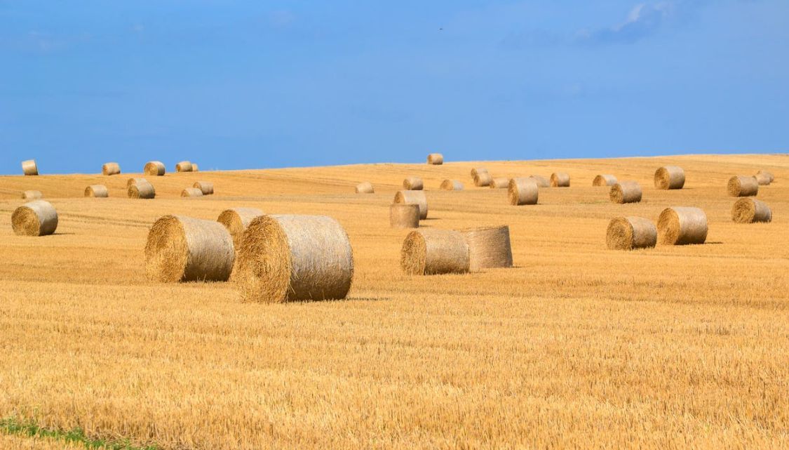 Central Alberta Hay Sales Ltd. High Prairie, AB 