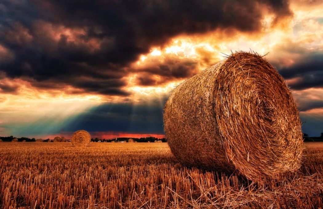 Central Alberta Hay Sales Ltd. High Prairie, AB 