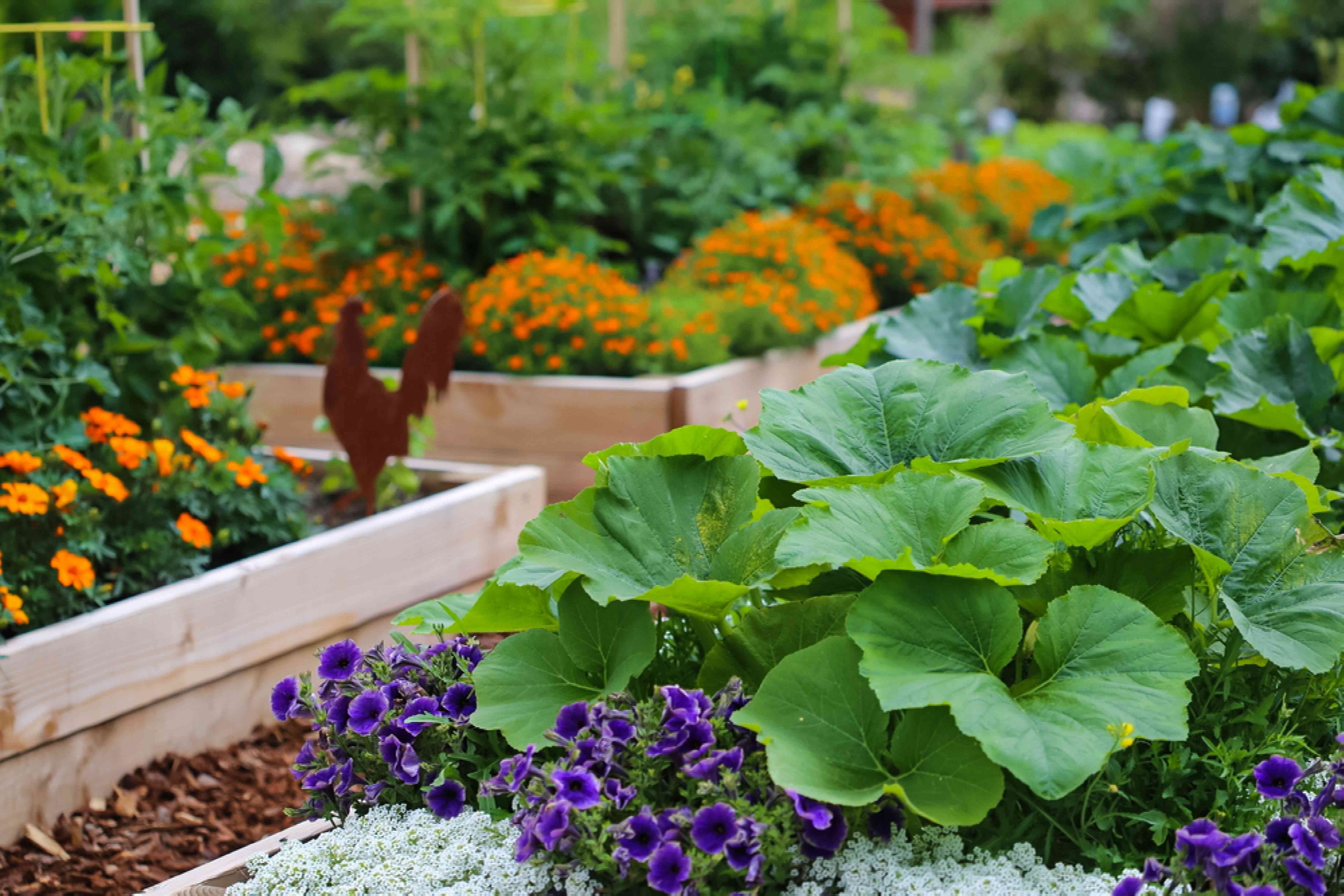 Planting Success: Tips for Choosing the Perfect Beginner Garden Plants, Los Angeles