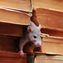 Atlas Pest Control Services, Pipersville