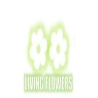 Living Flowers, pascoevale Living Flowers, pascoevale