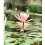 SOLU ETANG, Sayat SOLU ETANG, Sayat, logo